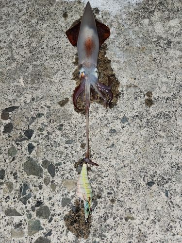 ヤリイカの釣果