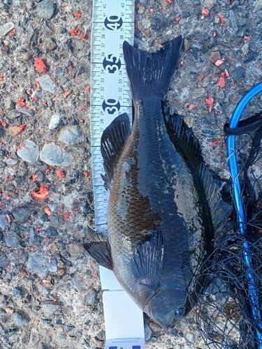 グレの釣果