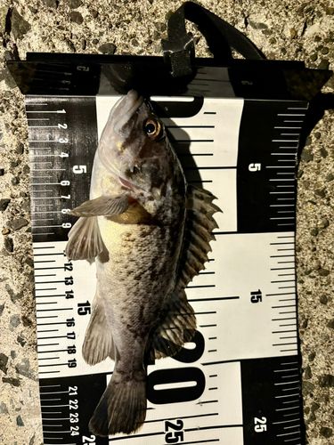 クロソイの釣果