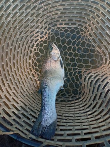 ニジマスの釣果