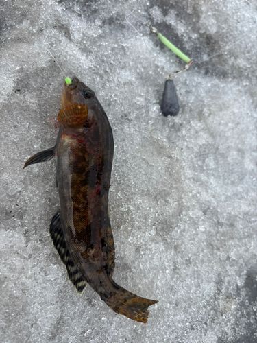 アイナメの釣果