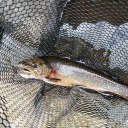 ブルックトラウト