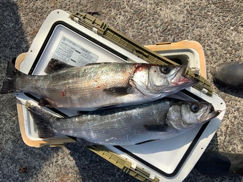 ヒラスズキの釣果