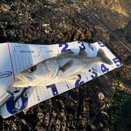 フッコ（マルスズキ）