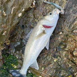 セイゴ（マルスズキ）