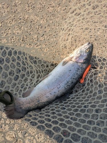 ニジマスの釣果