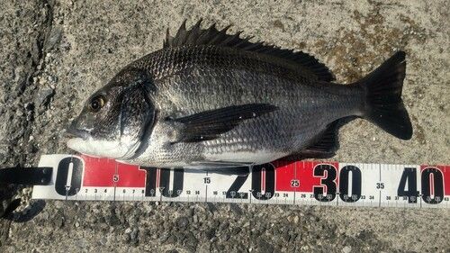 クロダイの釣果