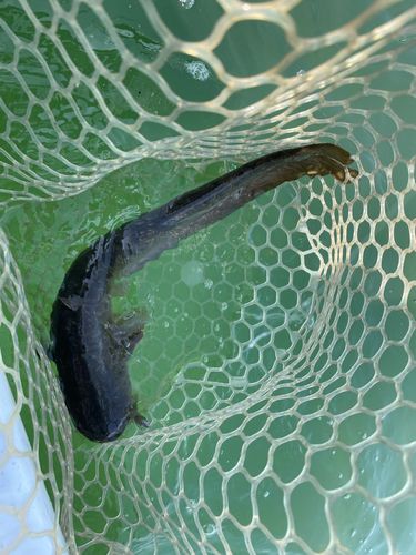 ナマズの釣果