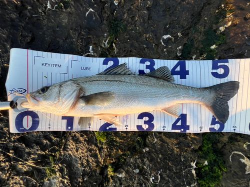 セイゴ（マルスズキ）