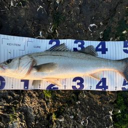 セイゴ（マルスズキ）