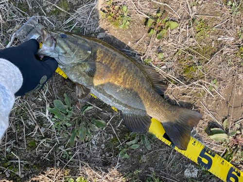 スモールマウスバスの釣果