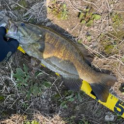 スモールマウスバス