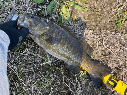 スモールマウスバスの釣果