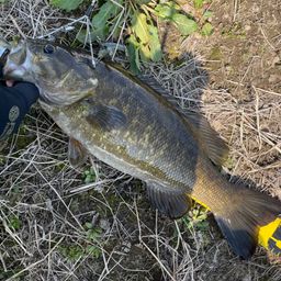 スモールマウスバス