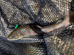 ヤマメの釣果