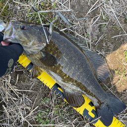 スモールマウスバス