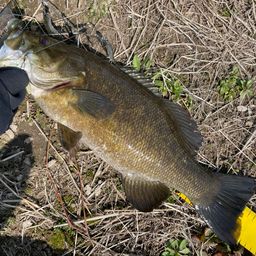 スモールマウスバス