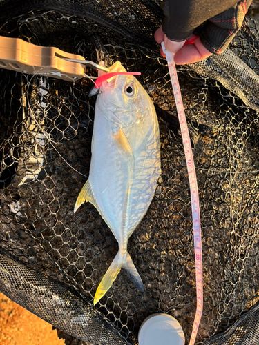 カスミアジの釣果