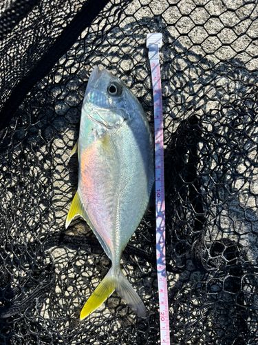 オニヒラアジの釣果