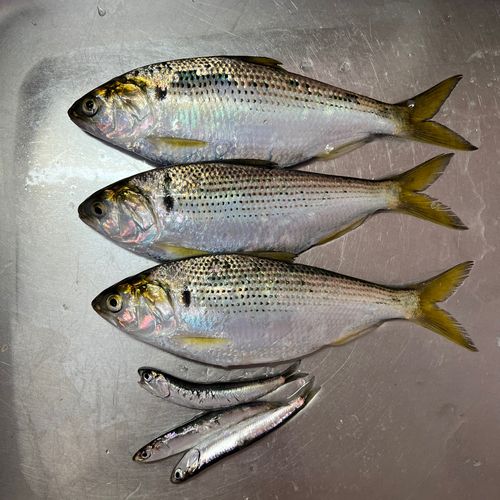 コノシロの釣果