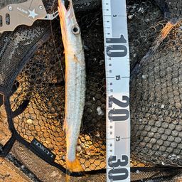 タイワンカマス