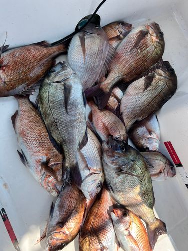 マダイの釣果