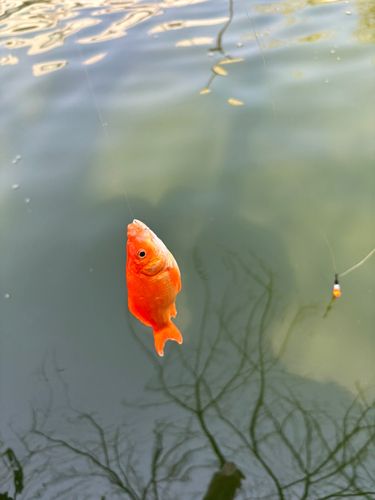 キンギョの釣果