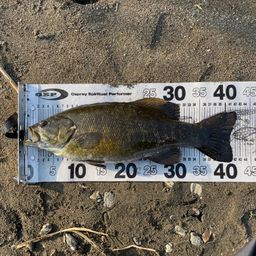 スモールマウスバス