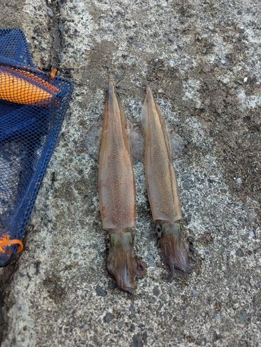 ヤリイカの釣果