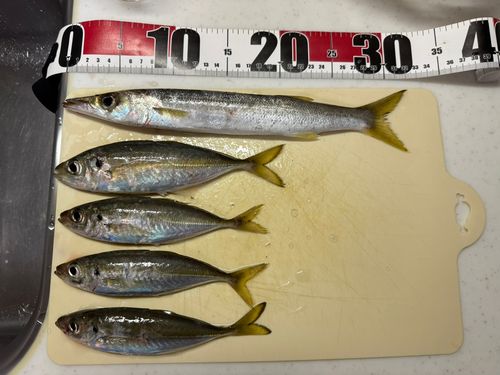 カマス