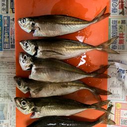 アジ