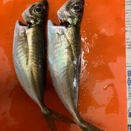 アジ