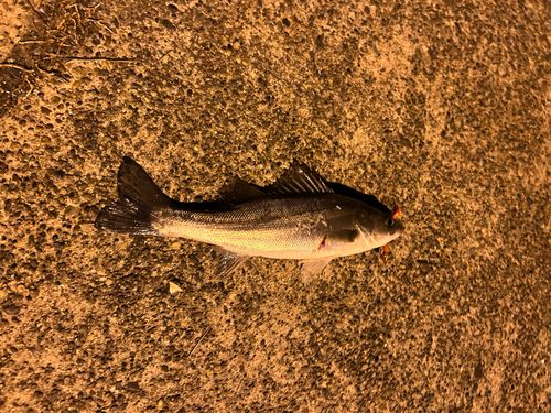 セイゴ（マルスズキ）の釣果