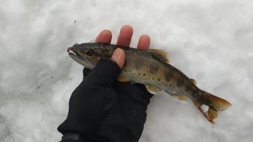 アマゴの釣果