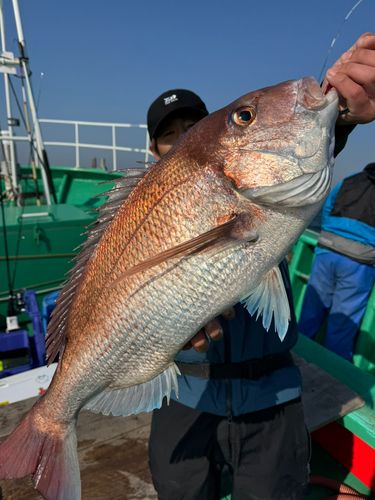マダイの釣果
