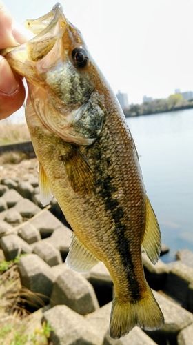 ラージマウスバスの釣果