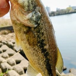 ラージマウスバス