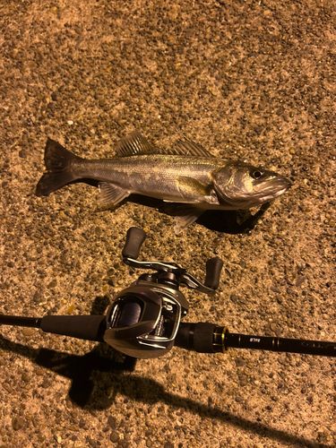 セイゴ（マルスズキ）の釣果