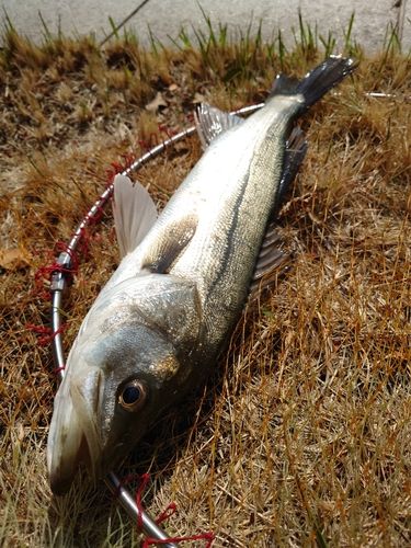 フッコ（マルスズキ）