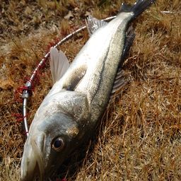 フッコ（マルスズキ）