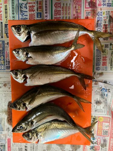 アジの釣果