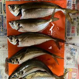 アジ