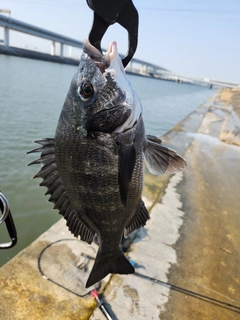 チヌの釣果