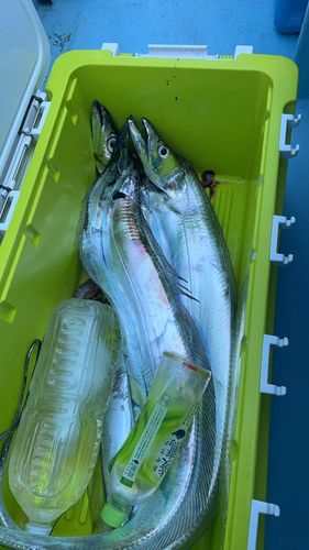 タチウオの釣果