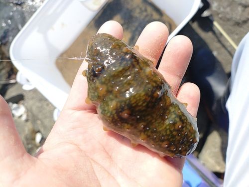 ナマコの釣果