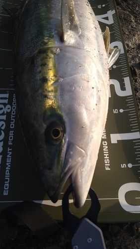ブリの釣果