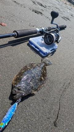 ソゲの釣果