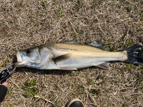 フッコ（マルスズキ）