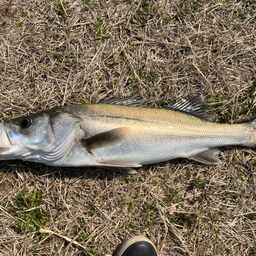 フッコ（マルスズキ）