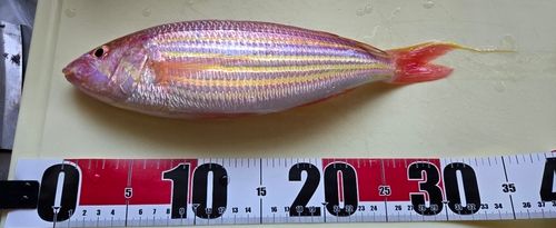 イトヨリダイの釣果